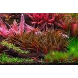 APT 1 - Zero (300 ml) - the 2Hr Aquarist 