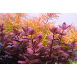 APT 3 - Complete (300 ml) -  The 2Hr Aquarist 