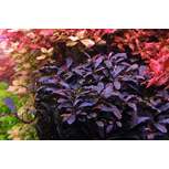 APT 3 - Complete (300 ml) -  The 2Hr Aquarist 