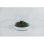 SANCTUARY M Temperate Carrara - Terrarium ouvert carrare BOTANICA