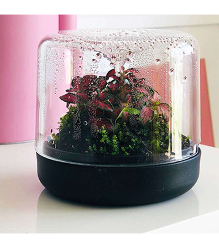 SANCTUARY Mini Terrarium  - BOTANICA