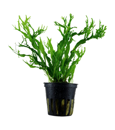 Microsorum Pteropus 'Windeløv' en pot