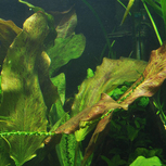 Echinodorus 'Ozelot' en pot