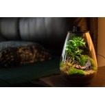 Bio Bottle SD200 BIOLOARK Terrarium | Wabi-Kusa | Mossarium +led