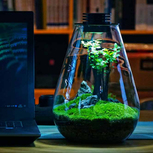 Bio Bottle SD200 BIOLOARK Terrarium | Wabi-Kusa | Mossarium +led