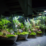 Bio Bottle ZD200 BIOLOARK Terrarium | Wabi-Kusa | Mossarium +led