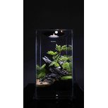 Bio Bottle FD250 BIOLOARK Terrarium | Wabi-Kusa | Mossarium +led