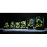 Bio Bottle FD250 BIOLOARK Terrarium | Wabi-Kusa | Mossarium +led