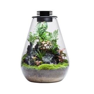 Bio Bottle SD200 BIOLOARK Terrarium | Wabi-Kusa | Mossarium +led