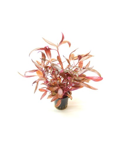 Alternanthera reineckii Rouge en pot