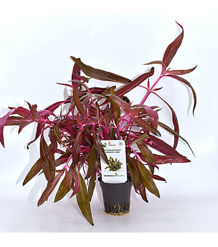 Alternanthera reineckii Rouge en pot