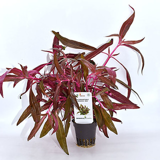 Alternanthera reineckii Rouge en pot