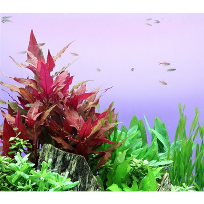 Plantes d'aquarium colorées : Alternanthera Splendens pour aquarium eau  douce - 3.85€