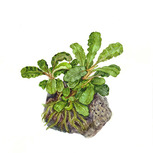 Bucephalandra pygmaea 'Bukit Kelam'  in vitro