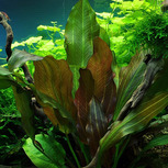 Echinodorus Reni in vitro