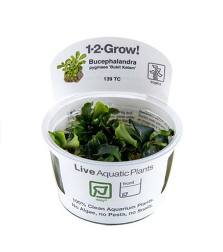 Bucephalandra pygmaea 'Bukit Kelam'  in vitro