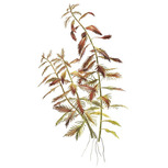 Proserpinaca palustris 'Cuba' In-Vitro