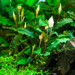 Bucephalandra pygmaea 'Bukit Kelam'  in vitro