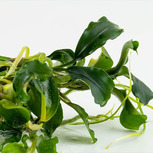 Bucephalandra pygmaea 'Bukit Kelam'  in vitro