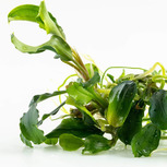 Bucephalandra pygmaea 'Bukit Kelam'  in vitro