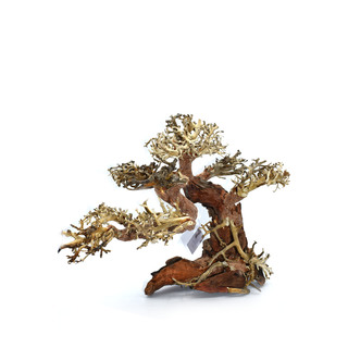 Arbre Bonsaï | Taille M