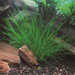 Eleocharis Acicularis en pot