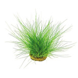 Eleocharis Acicularis en pot