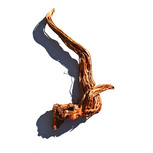 Racine de Curl wood  pièce (CW2) | Dragon root 51x32 cm