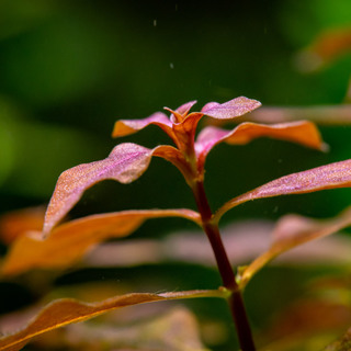 Poster Toilé  "Ludwigia" 40x30