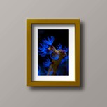 Poster Toilé  "Gorgone Bleue" 40x30 | Vie Marine