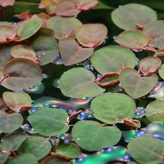 Phyllanthus fluitans Plante  flottante Laboratorium 313