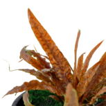 Cryptocoryne albida 'Brown' en pot