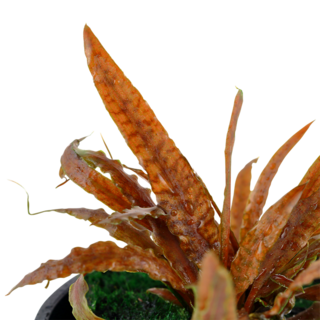 Cryptocoryne albida 'Brown' en pot