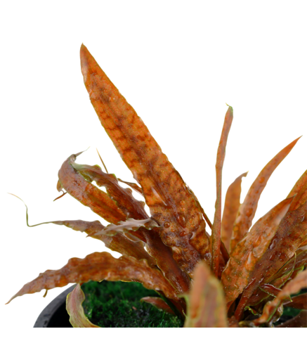 Cryptocoryne albida 'Brown' en pot
