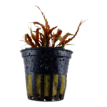 Cryptocoryne albida 'Brown' en pot