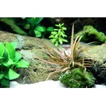 Cryptocoryne albida 'Brown' en pot