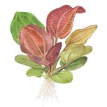 Echinodorus Reni in vitro