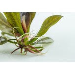 Echinodorus Reni in vitro