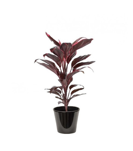 Cordyline Compacta Red | THIBAUD PRODUCTIONS