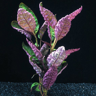 Hemigraphis Colorata  Hemigraphis Colorata