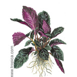 Hemigraphis Colorata  Hemigraphis Colorata