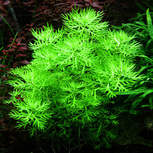 Hottonia palustris in vitro in vitro