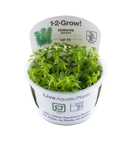 Hottonia palustris in vitro 1-2 Grow