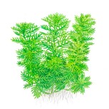 Hottonia palustris in vitro in vitro