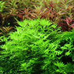 Hottonia palustris in vitro in vitro