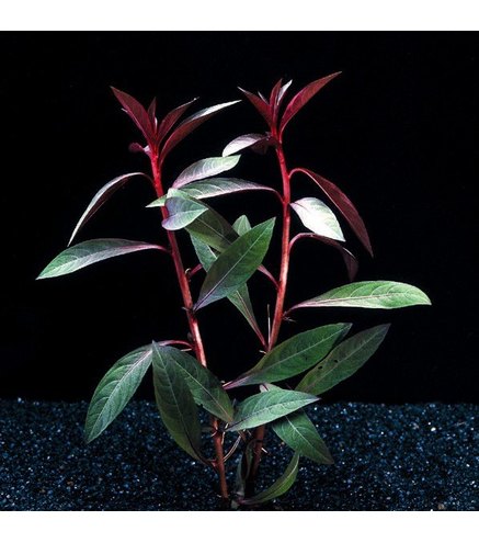 Ludwigia Peruviana (rouge) | THIBAUD PRODUCTIONS