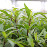 Hygrophila Corymbosa Thailand en pot 