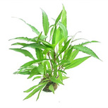 Hygrophila Corymbosa Thailand en pot 