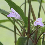 Hygrophila Corymbosa Thailand en pot - DENNERLE
