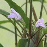 Hygrophila Corymbosa Thailand en pot 